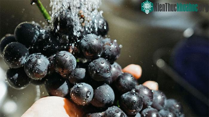 Polyphenol trong nho đen cũng có thể có tác dụng chống tiểu đường