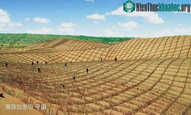 Cỗ máy được sử dụng trong lĩnh vực chắn gió và cố định cát.