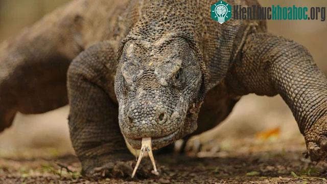 Rồng komodo