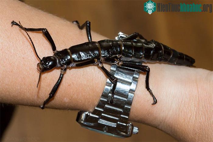 Dryococelus australis (bọ que đảo Lord Howe, tôm hùm cây)