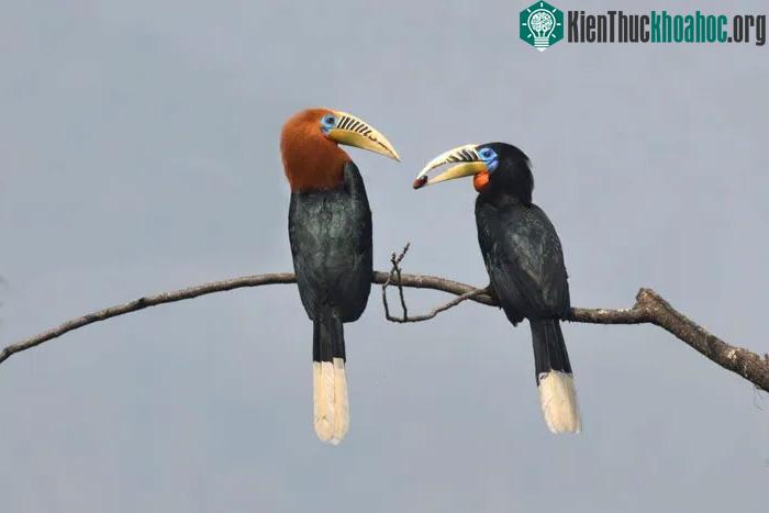 Đôi khi cũng gặp chúng ở đai thấp 150 mét hay lên tới độ cao 2.200 mét