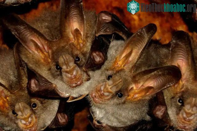 Dơi đóng vai trò hỗ trợ các hệ sinh thái rất tích cực.