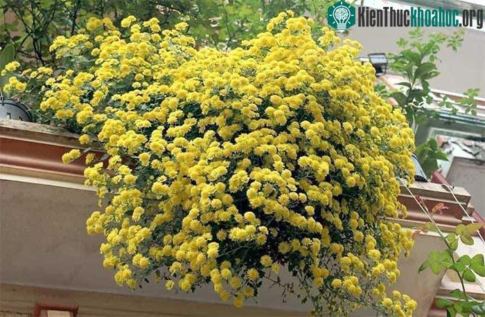 Uống trà hoa cúc giúp tinh thần thoải mái, an thần, đẹp da và thanh nhiệt.