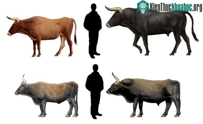 Gene của bò rừng châu Âu vẫn tồn tại trong một số con cháu của nó.