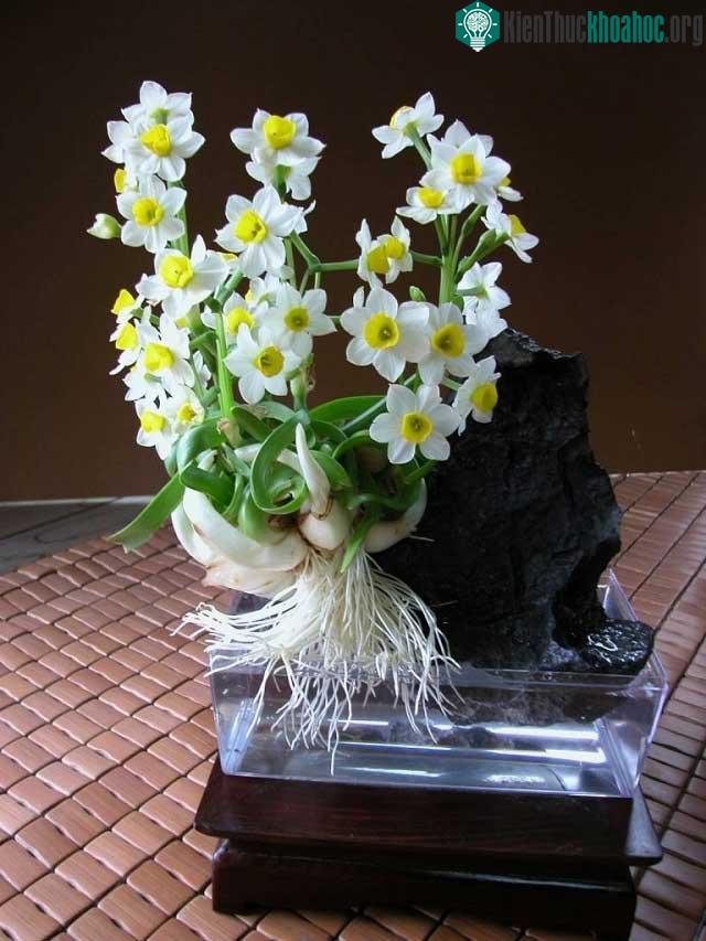 Hoa thủy tiên