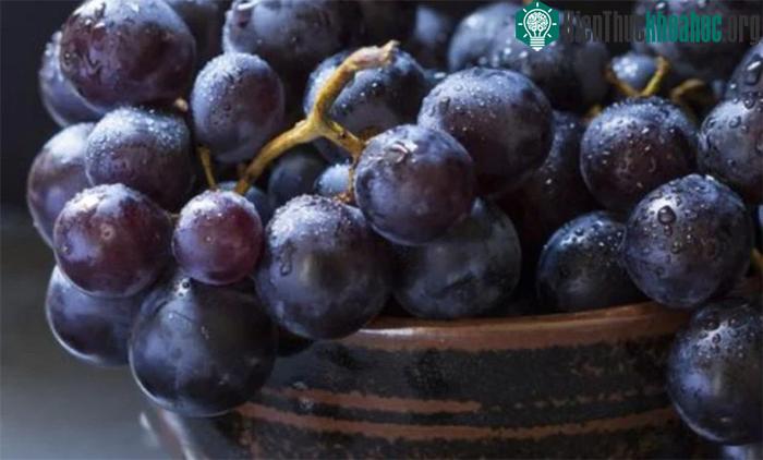 Resveratrol và anthocyanins có thể đem đến cho nho đen khả năng chống ung thư.