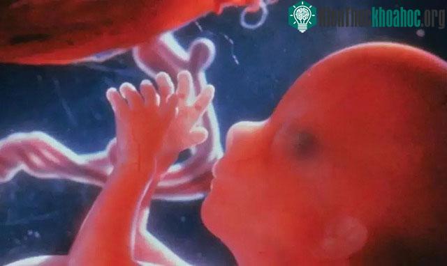 Các tế bào cũng có thể dựa vào sự trợ giúp của các tế bào và mô tế bào khác.