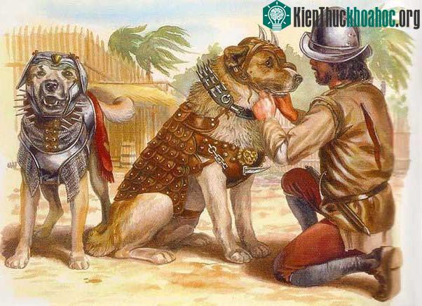 Việc sử dụng áo giáp dành cho chó đã giảm đáng kể sau thời Trung Cổ