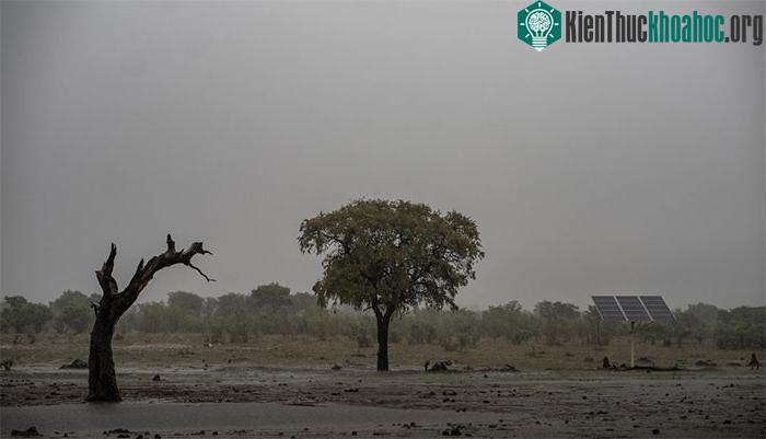 Những vũng nước cạn khô buộc voi và nhiều động vật khác phải di chuyển xa hơn để tìm nước