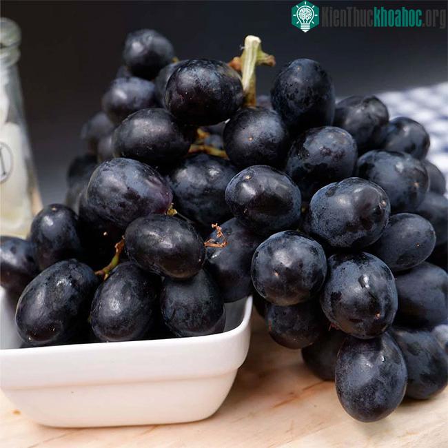 Chất chống oxy hóa có trong vỏ nho đen có thể hoạt động như các chất chống vi khuẩn