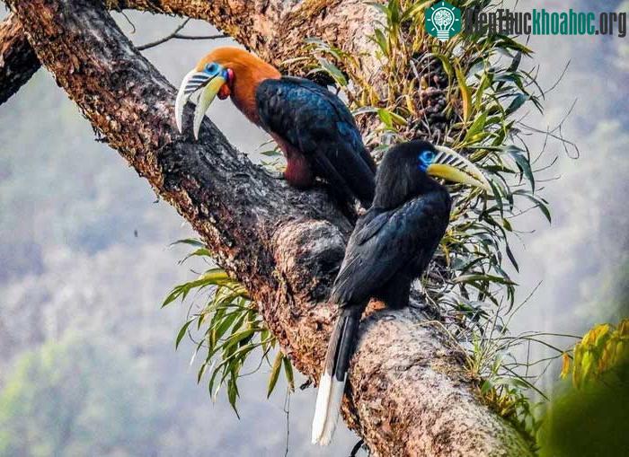 Tại Việt Nam, Niệc cổ hung được tìm thấy tại các khu rừng ở Lào Cai, Lai Châu, Yên Bái...