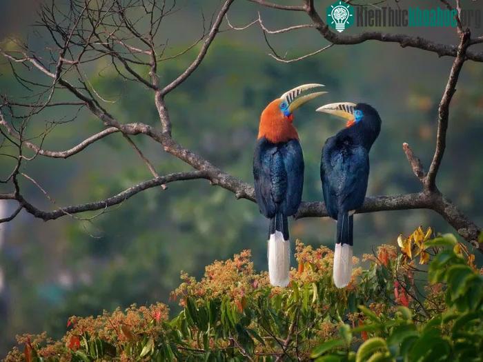 Đặc điểm nổi bật của chúng là cái mỏ lớn màu vàng, mỏ trên có các vạch đen ở gốc mỏ
