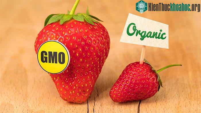 Thực phẩm biến đổi gene xuất hiện ngày càng phố biến trong cuộc sống.