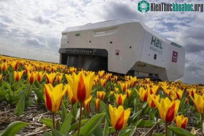 Vườn hoa tulip