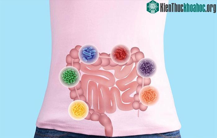 Đường ruột sạch – nền tảng của sức khỏe