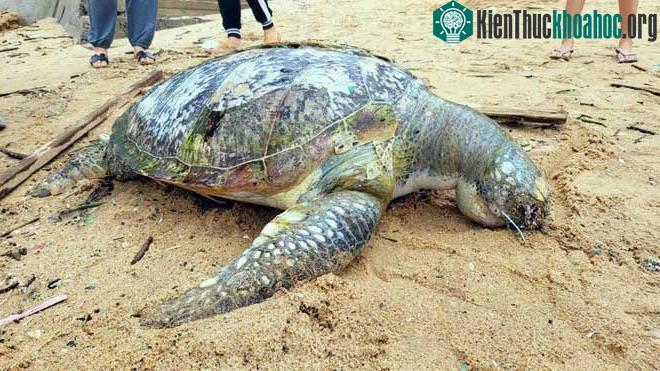 Xác rùa biển tại bãi Trước, thành phố Vũng Tàu.