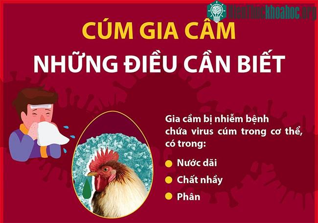 Cúm gia cầm và những điều cần biết