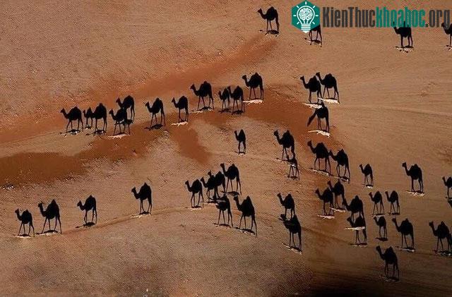 Ảnh của nhiếp ảnh gia Mỹ George Steinmetz.