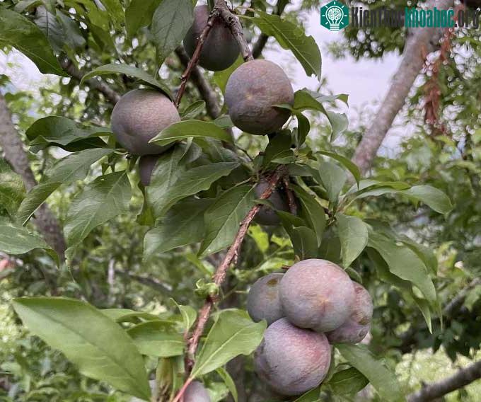 Mận hậu vào mùa thu hoạch từ tháng 4-6.