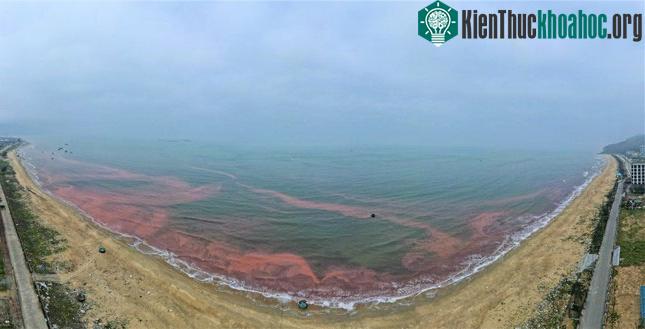Nước biển đổi màu đoạn qua thị trấn Thiên Cầm và xã Cẩm Nhượng, huyện Cẩm Xuyên