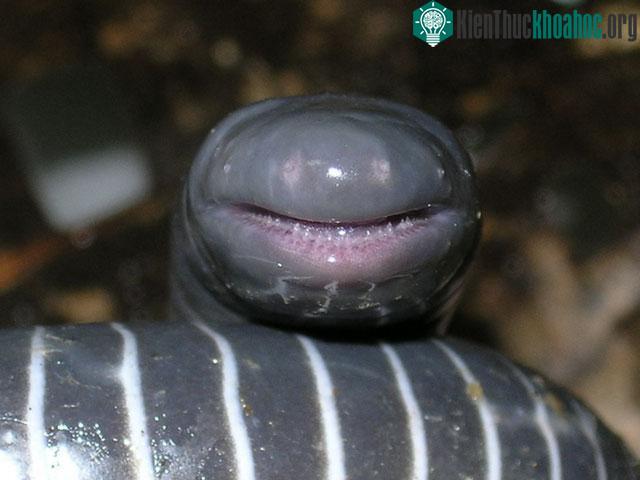Tất cả các loài giun caecilian đều có thị giác hạn chế