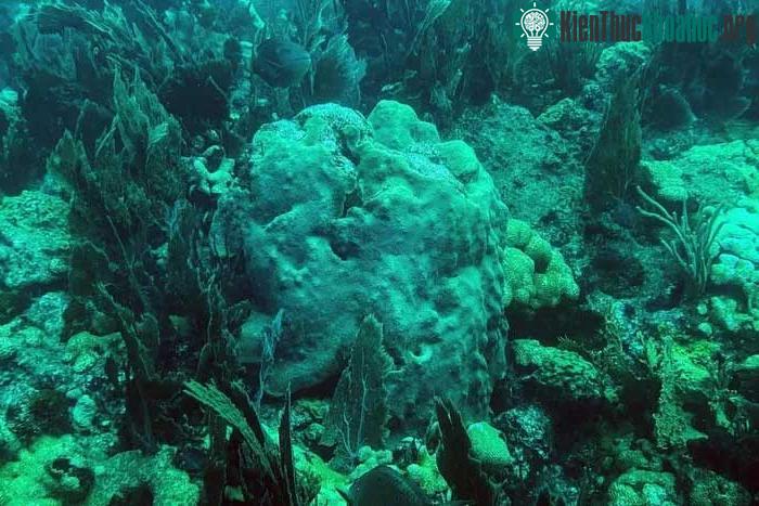San hô ở eo biển Florida gần Key Largo đang có dấu hiệu tương tự bệnh dịch hạch trắng