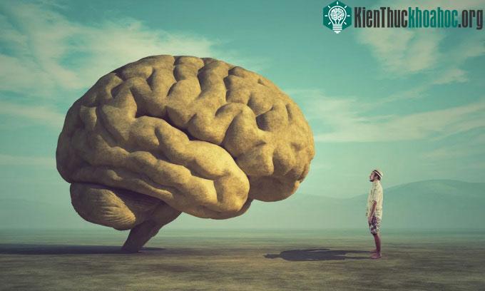 Não người ngày càng lớn qua các thập kỷ.