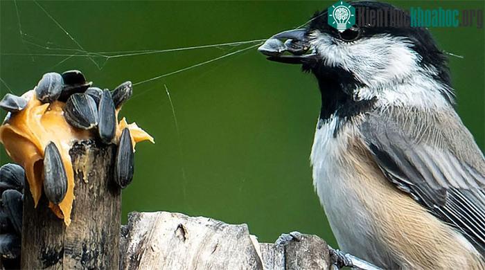 Chim Chickadee