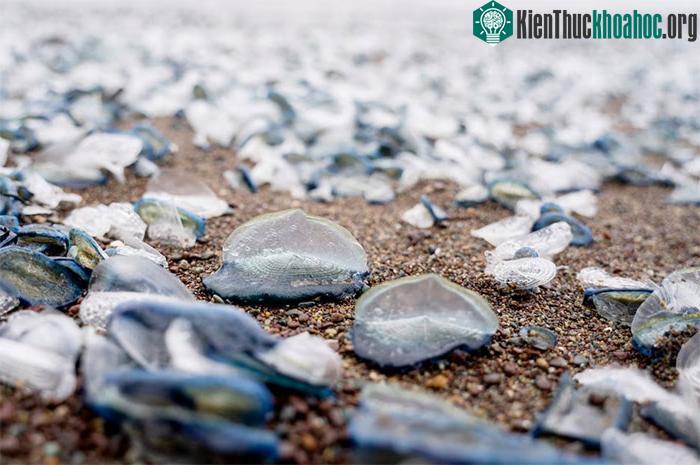 Velella velella nhỏ bé có màu xanh đặc biệt.