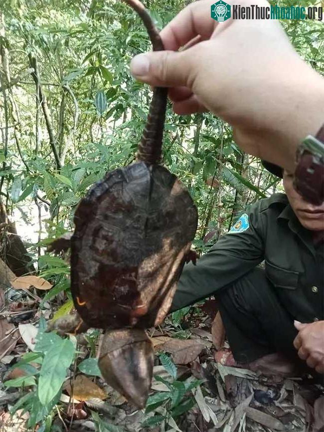 Rùa đầu to