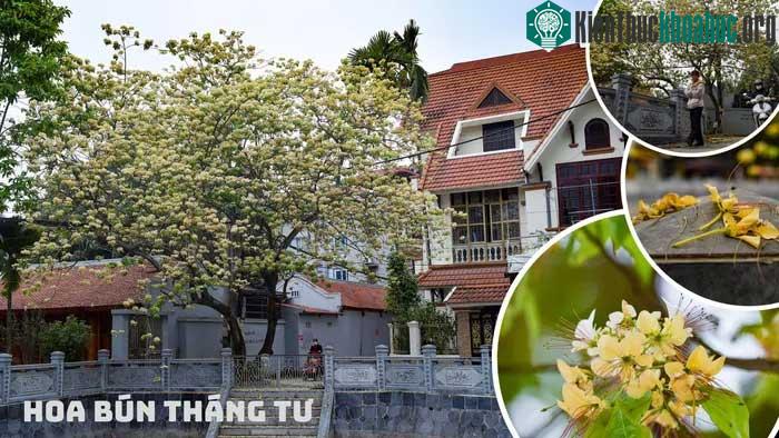 Hình ảnh đẹp ấn tượng khi hoa bún nở ở Hà Nội