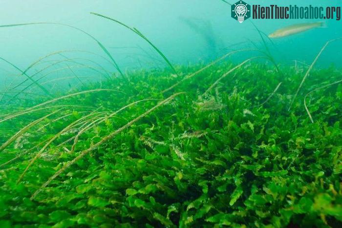 Tảo Caulerpa taxifolia, đang sinh sôi với tốc độ "chóng mặt" tại New Zealand