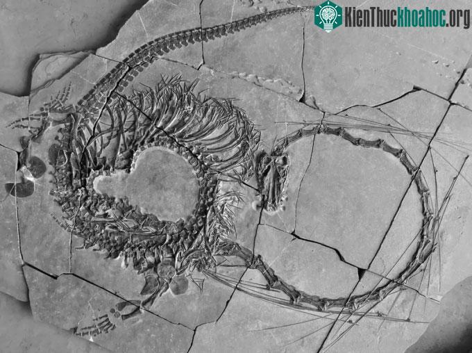 Hóa thạch Dinocephalosaurus orientalis với chiếc cổ dài.
