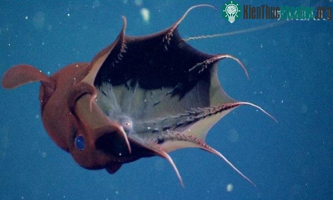Simoniteuthis michaelyi có hình dáng giống mực ma cà rồng ngày nay.