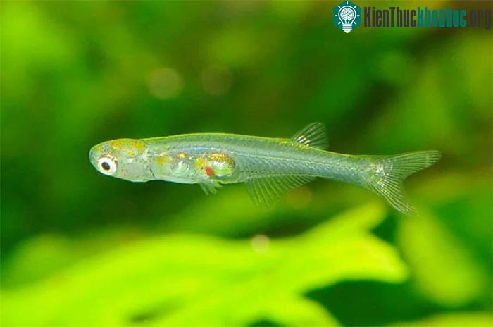 Cá thể đực của giống Danionella cerebrum.