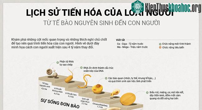 Hành trình tiến hóa 4 tỷ năm của loài người từ tế bào nguyên sinh đến người tinh khôn
