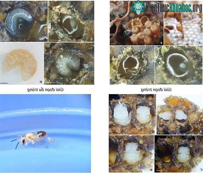 Ảnh các giai đoạn phát triển của loài Lepidotrigona flavibasis.