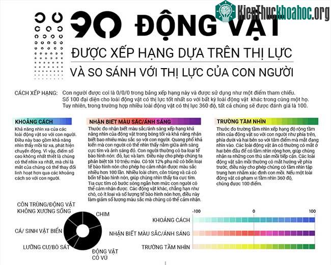 Loài động vật nào có thị lực tốt nhất thế giới?