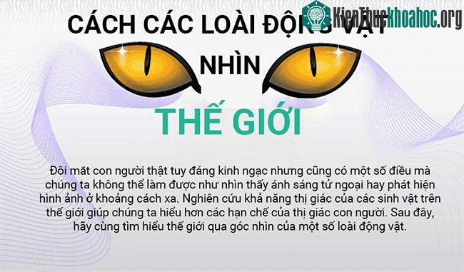 Thế giới xung quanh trong mắt các loài động vật như thế nào?