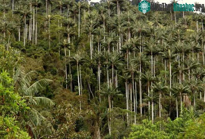 Cọ sáp Quindío (Ceroxylon quindiuense)