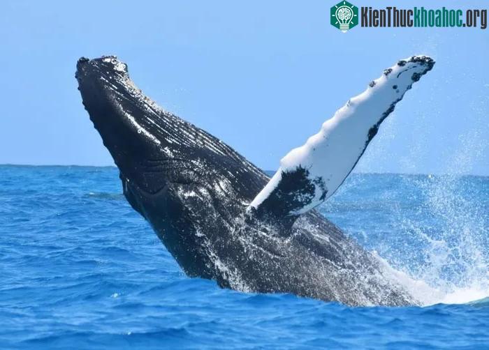 Số lượng cá voi lưng gù ở Bắc Thái Bình Dương giảm 20% chỉ trong chưa đầy một thập niên.
