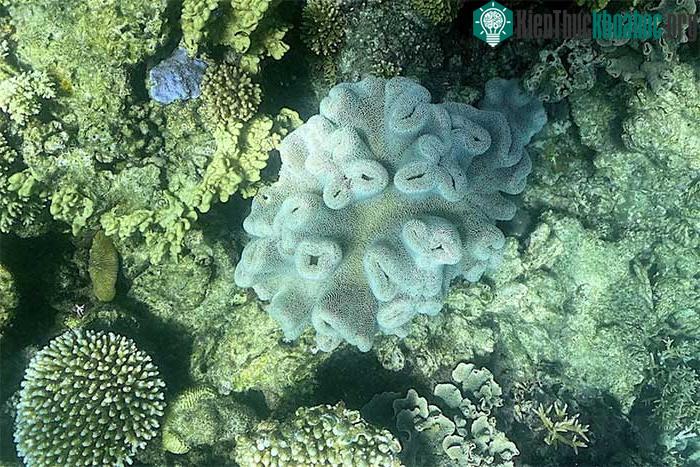 &nbsp;Rạn san hô Great Barrier tại khu vực ngoài khơi bang Queensland, Australia
