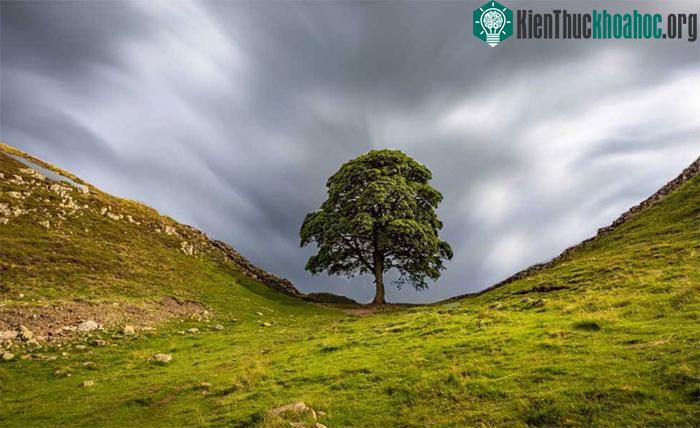 Cây Sycamore Gap được chụp ảnh nhiều nhất Vương quốc Anh