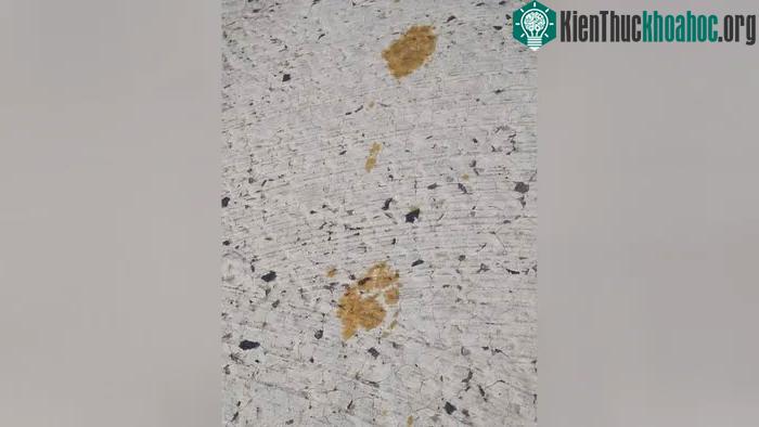 Dấu chân được cho là từ con mèo rơi xuống bể chứa hóa chất crom hóa trị 6