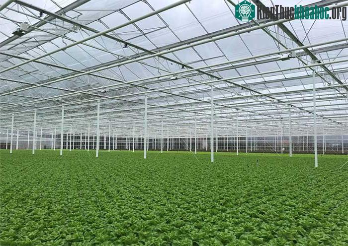 Nhà kính trồng rau của Hà Lan