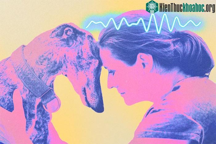 Đo sóng não của người với động vật