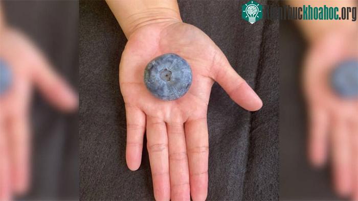 Quả việt quất có chiều ngang 39,31 mm, gần bằng kích thước của một quả bóng bàn.