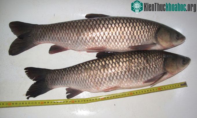 Cá trắm cỏ trưởng thành
