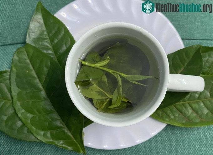 Trà xanh giàu chất chống oxy hóa có tác dụng giảm viêm.