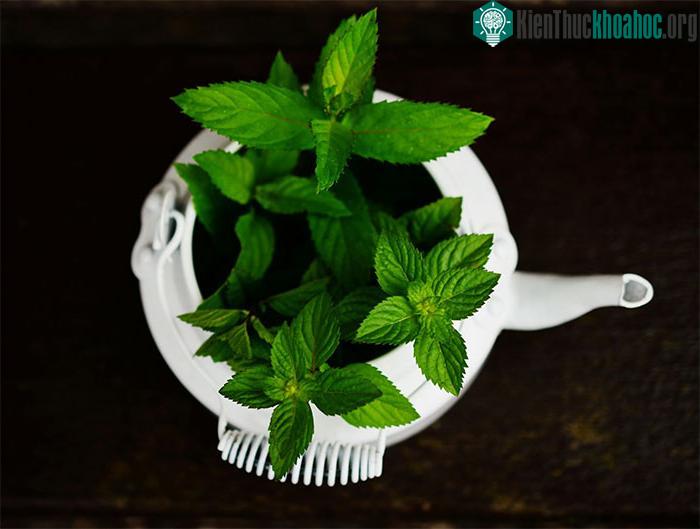 Trong bạc hà có tinh dầu, được cho là giúp giảm bớt các triệu chứng hội chứng ruột kích thích.